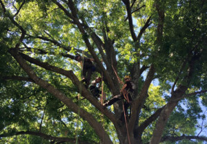 Several members of our team working together on a tree project
