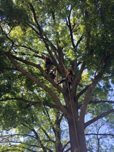 Arborists climbing tree