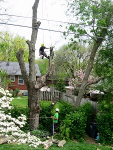 Tree removal company trimming large tree near power lines