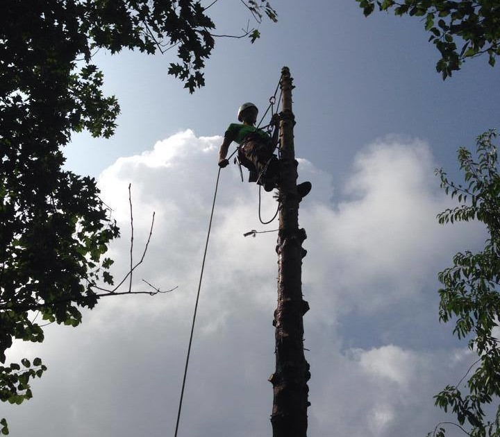 Arborist in the process of tree removal.