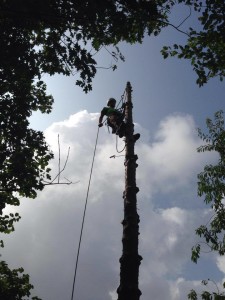 Tree Branch Removal Service