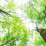 Looking up freshly pruned trees provided by Town Branch Tree Experts