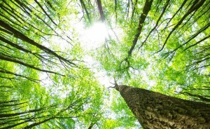 Arborist looking up at tree tops