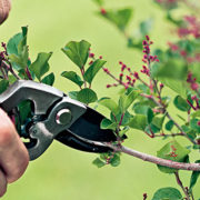 Tree care company using pruning shears for tree trimming.