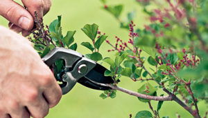 Tree care company using pruning shears for tree trimming.