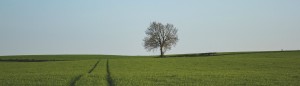 Photo of a field with a naked tree to the right with tire tracks in the center