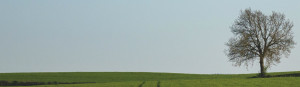 Photo of a field with a naked tree to the right