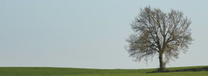 Photo of a field with a naked tree to the right