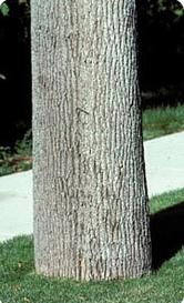 Bottom of tree trunk