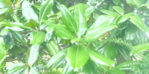 Mag Leaves