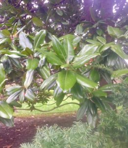 Close shot of mag leaves