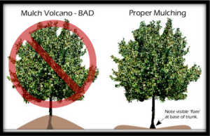 Mulch volcano vs. Proper mulching technique