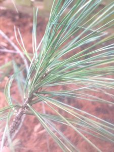 Up close shot of pine needles