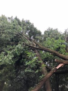 Storm damaged tree