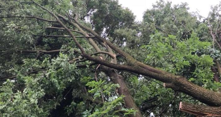 Storm damaged tree