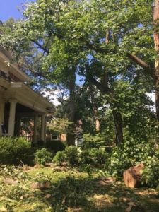 Storm Damaged Tree in front yard