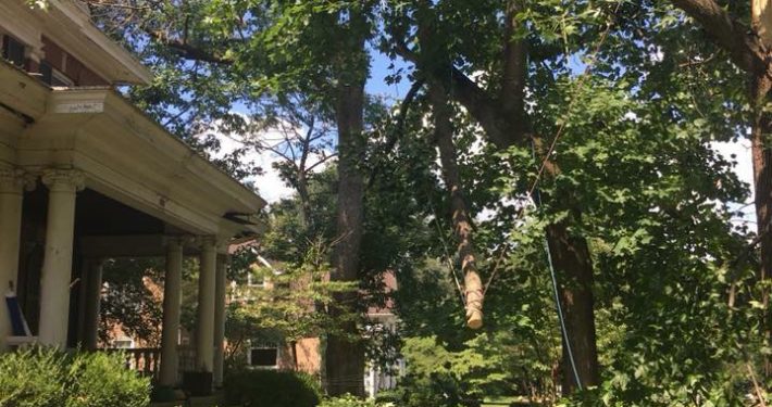 Storm Damaged Tree in front yard