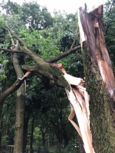 Split tree trunk after a storm