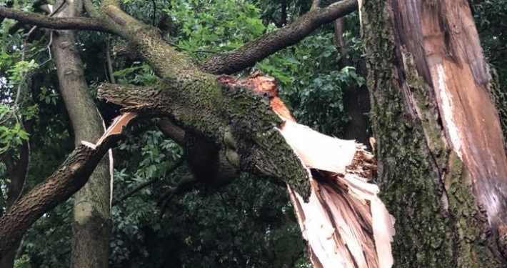Split tree trunk after a storm