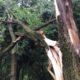 Split tree trunk after a storm