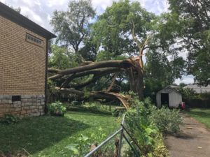 Storm damaged tree