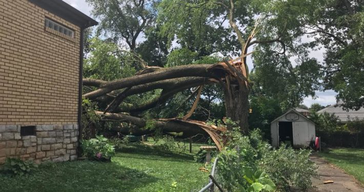 Storm damaged tree