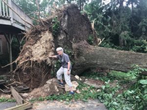 Uprooted 40 year old Tulip Tree