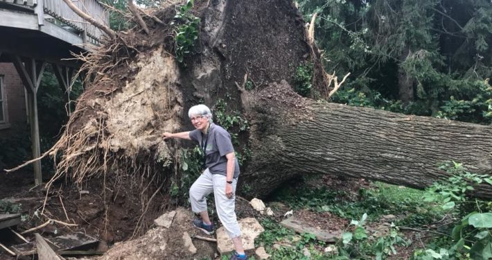 Uprooted 40 year old Tulip Tree