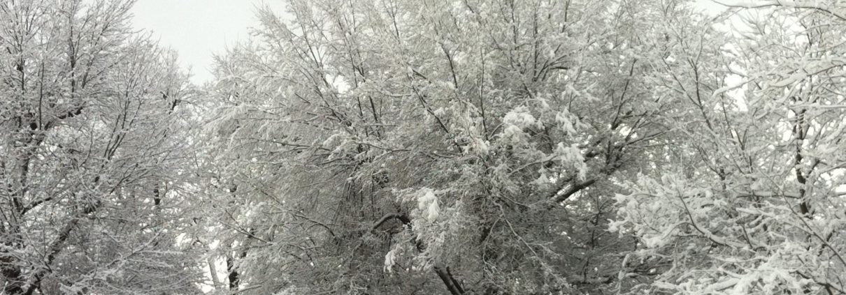 Snowy tree tops in Kentucky
