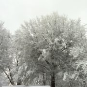 Snowy tree tops in Kentucky