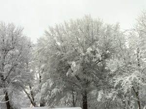 Snowy tree tops in Kentucky