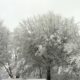 Snowy tree tops in Kentucky